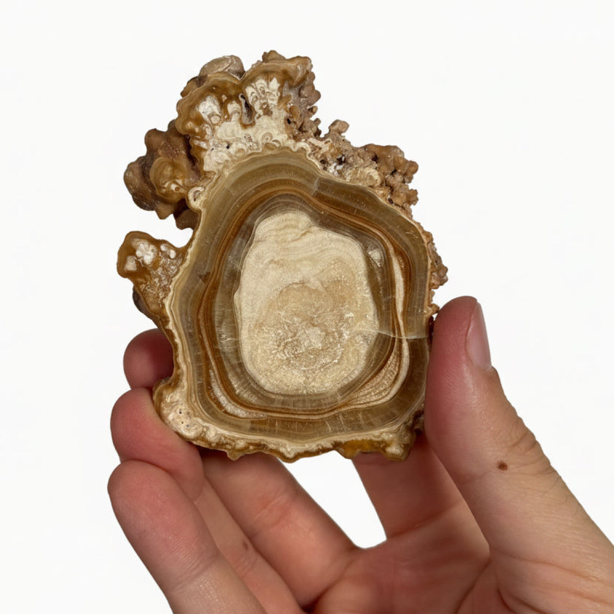 Aragonite slice (B) — natural, Morocco