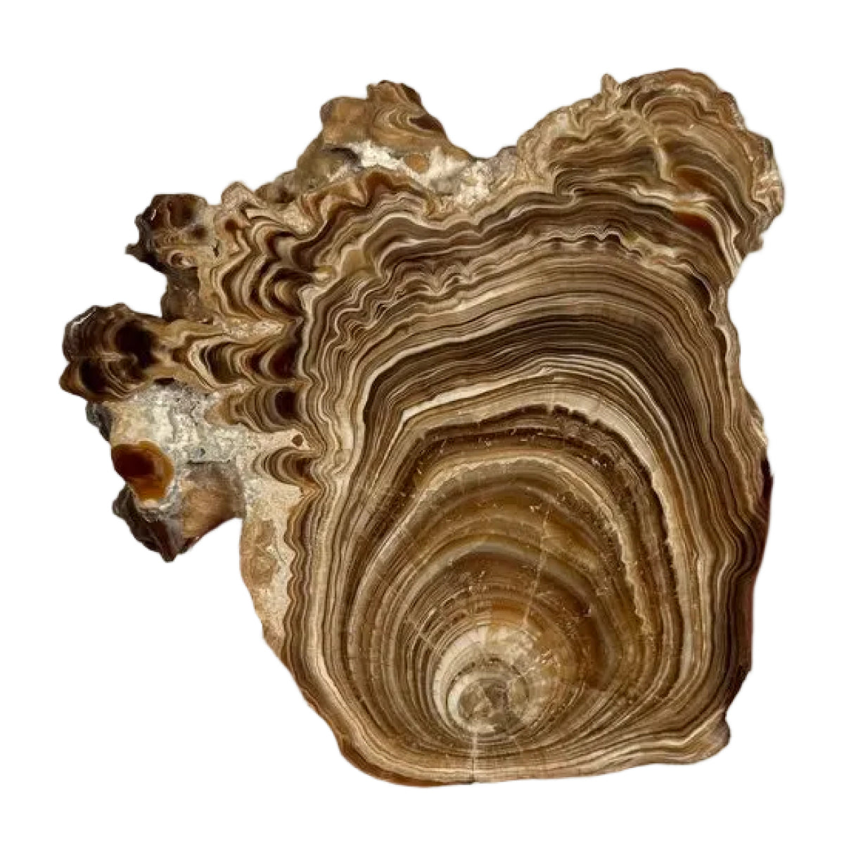 Aragonite slice (C) — natural, Morocco