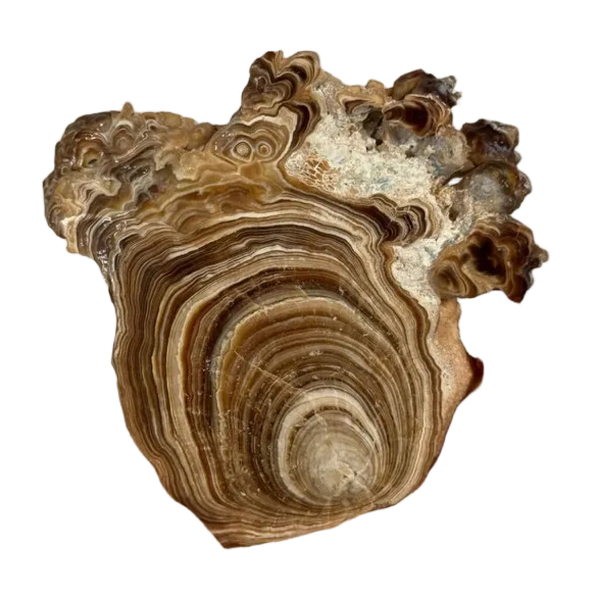 Aragonite slice (C) — natural, Morocco