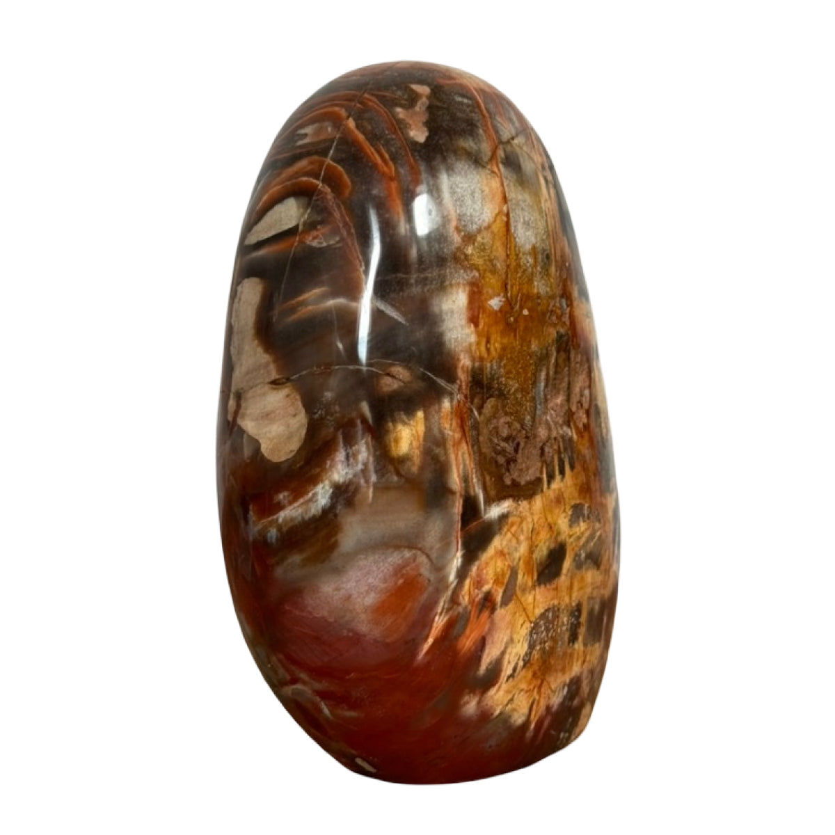 Petrified wood freeform (A) — natural, Madagascar